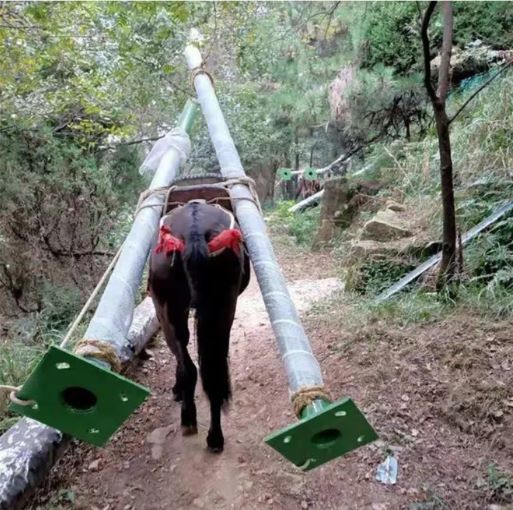 晋中骡马运输队