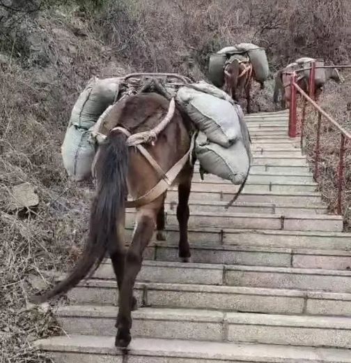 晋中骡马运输